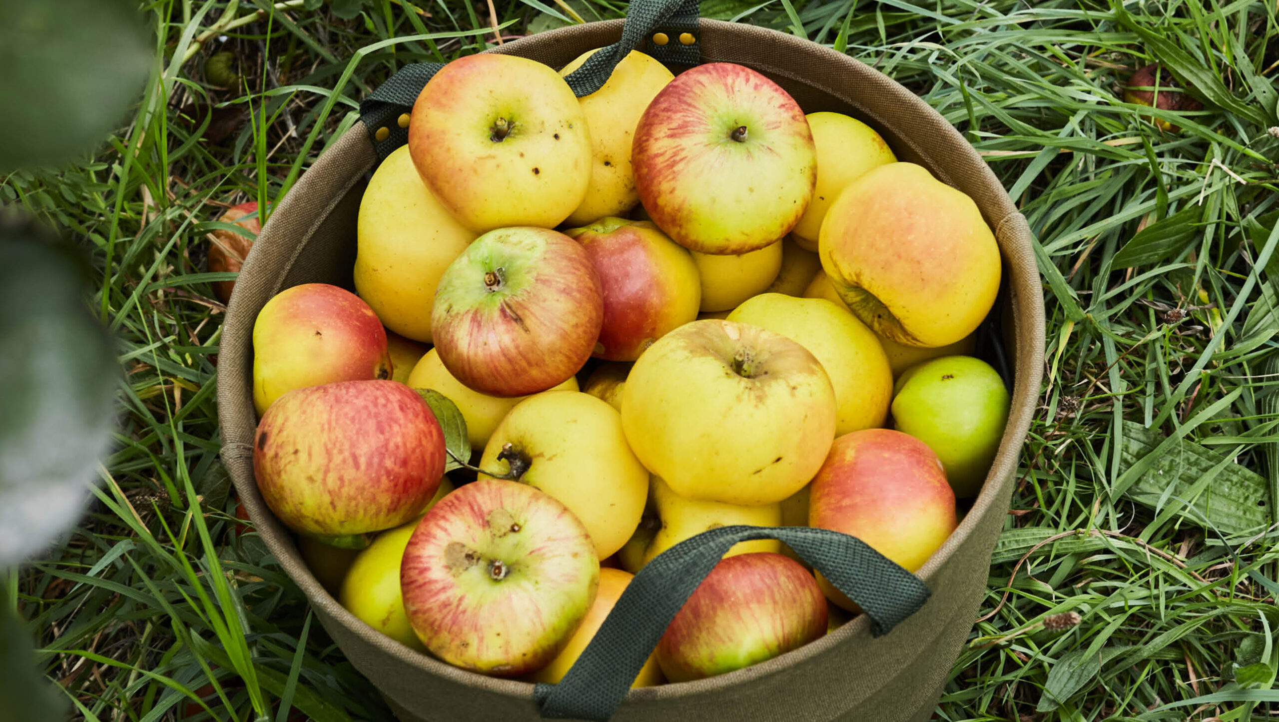 When choosing apple trees to plant, look for varieties that are grafted on dwarf rootstock.